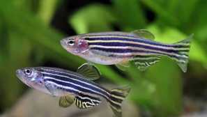 Danio, jak rozlišit ženu z muže?